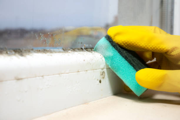 Environmental Consulting for Mold Prevention in Quanah, TX